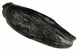 Fossil Sperm Whale (Scaldicetus) Tooth - South Carolina #176166-1